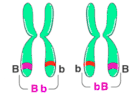 <p>Heterozygous</p>