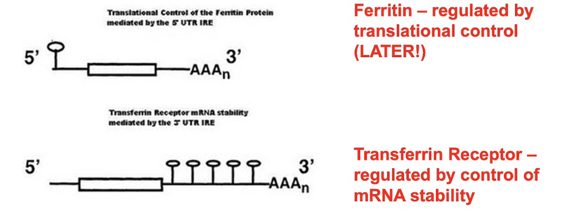 <p><strong>Tight regulation of Ferritin and TfR using IRE’s </strong>(Iron response elements) </p><ul><li><p><strong>Ferritin - regulated by translational control</strong></p></li><li><p><strong><u><mark data-color="red" style="background-color: red; color: inherit;">TfR - regulated by control of mRNA stability</mark></u></strong></p></li></ul><p></p>