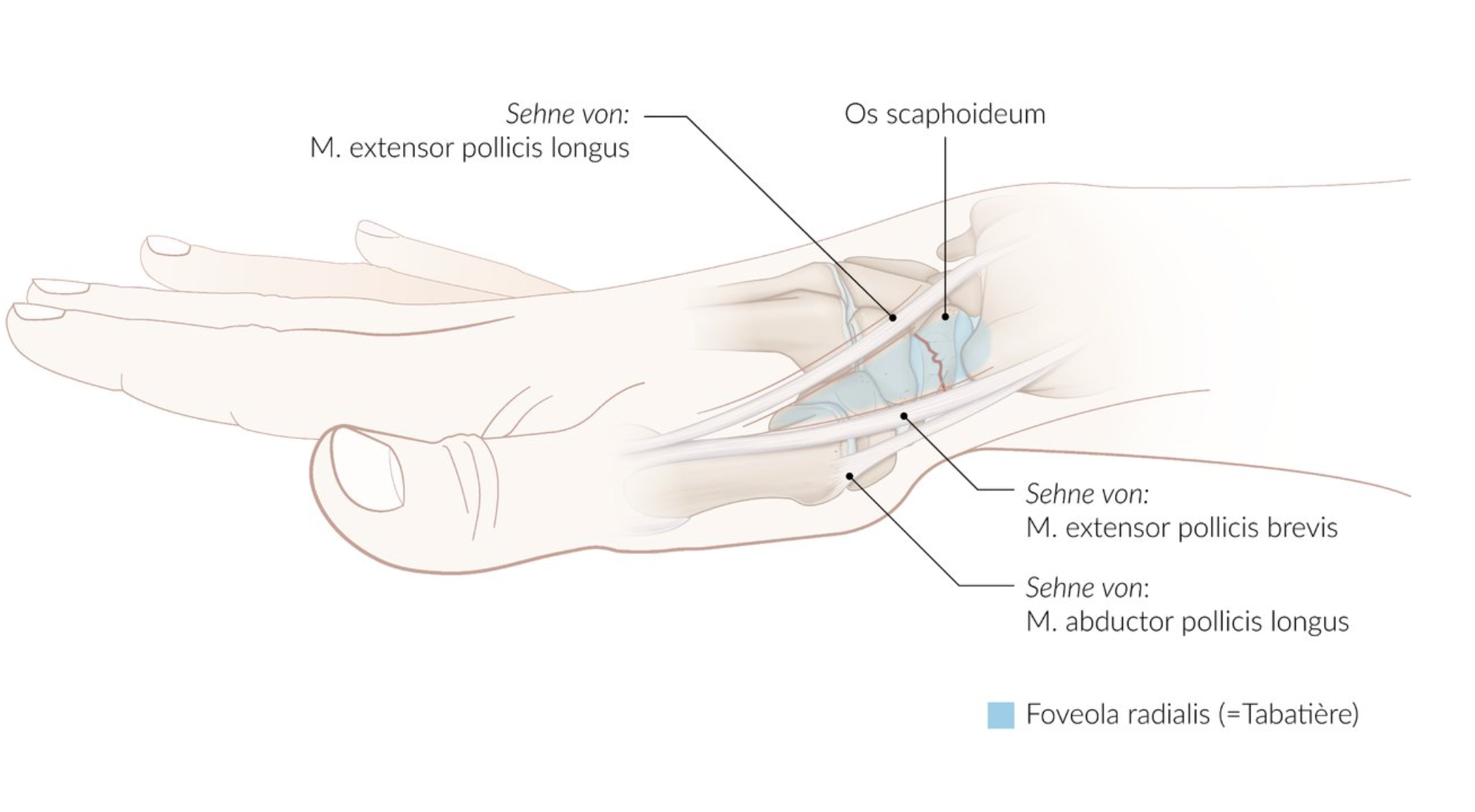 <p>B. Radial fossa (Anatomical snuffbox / Foveola radialis)</p>