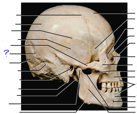 <p>(?) suture</p>