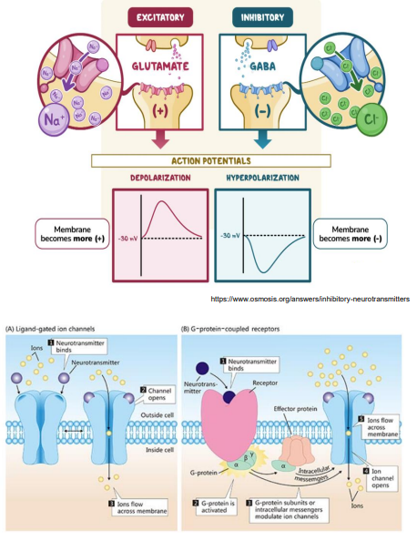 <p>A neurotransmitter can lead to synpatic transmission that is: Excitatory OR Inhibitory OR either</p><p>The post synpatic membrane may respond via:</p><p>- Ion Channels (e.g glutamate and GABA) OR</p><p>- Transmembrane proteins that signal secondary messenger systems such as cAMP via G-protein coupled receptors (GCPRs) (e.g monoamines i.e noradrenaline, dopamine, serotonin)</p>
