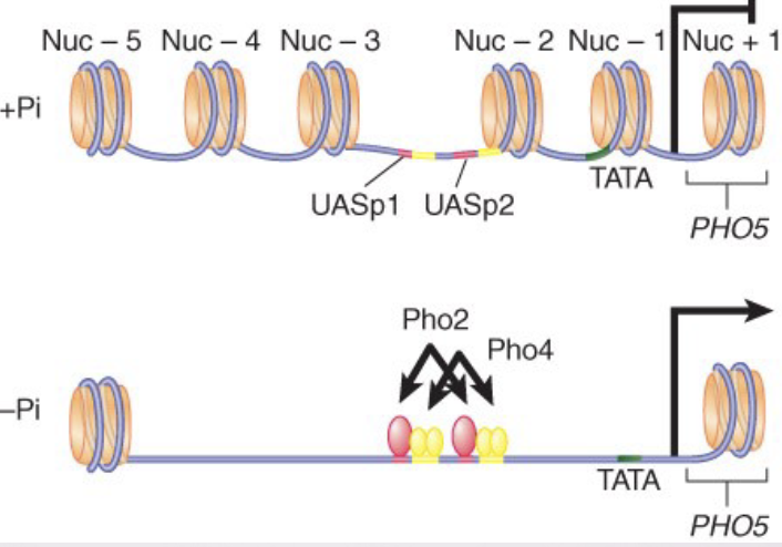 <ul><li><p>Transcription activation often involves nucleosome displacement at the promoter. </p></li><li><p>Promoters contain nucleosome-free regions flanked by nucleosomes containing the H2A variant (involved in keeping things turned off) H2AZ (Htz1 in yeast)</p></li></ul>