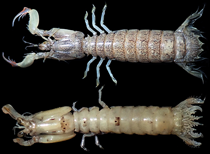 <p>class malacostracan; order of  mantis shrimp</p>