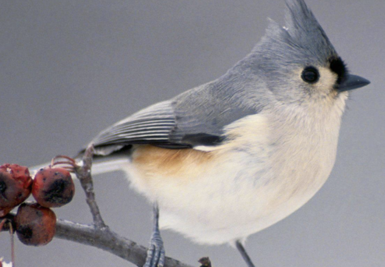 <p>what is this bird </p>