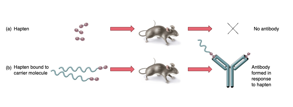 <ul><li><p>small foreign molecules that consist only a<strong> single determinant group</strong></p></li><li><p>not immunogenic unless attached to a<strong> larger carrier</strong></p><ul><li><p>carrier grp contribute to size of the complex and enhances the orientation of antigen</p></li></ul></li></ul><p></p>