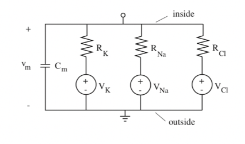 <p>Can represent the movement of major ions across the cell membrane as a circuit with an equivalent capacitance. Can use this to solve for the resting membrane potential.</p>