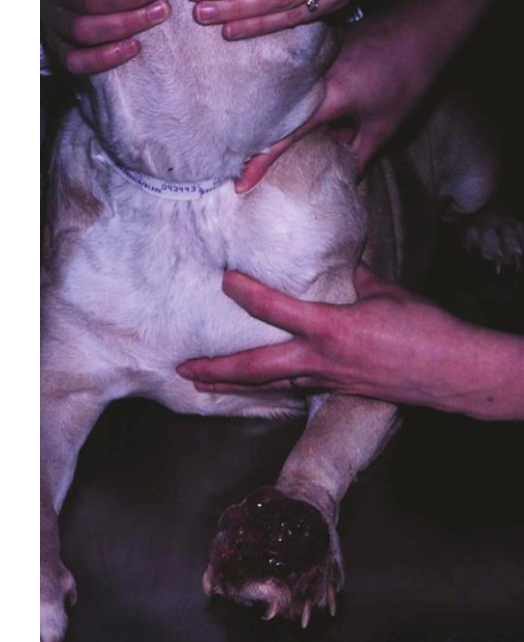 <p>Lymph nodes → spleen → liver (rarely lungs).</p>