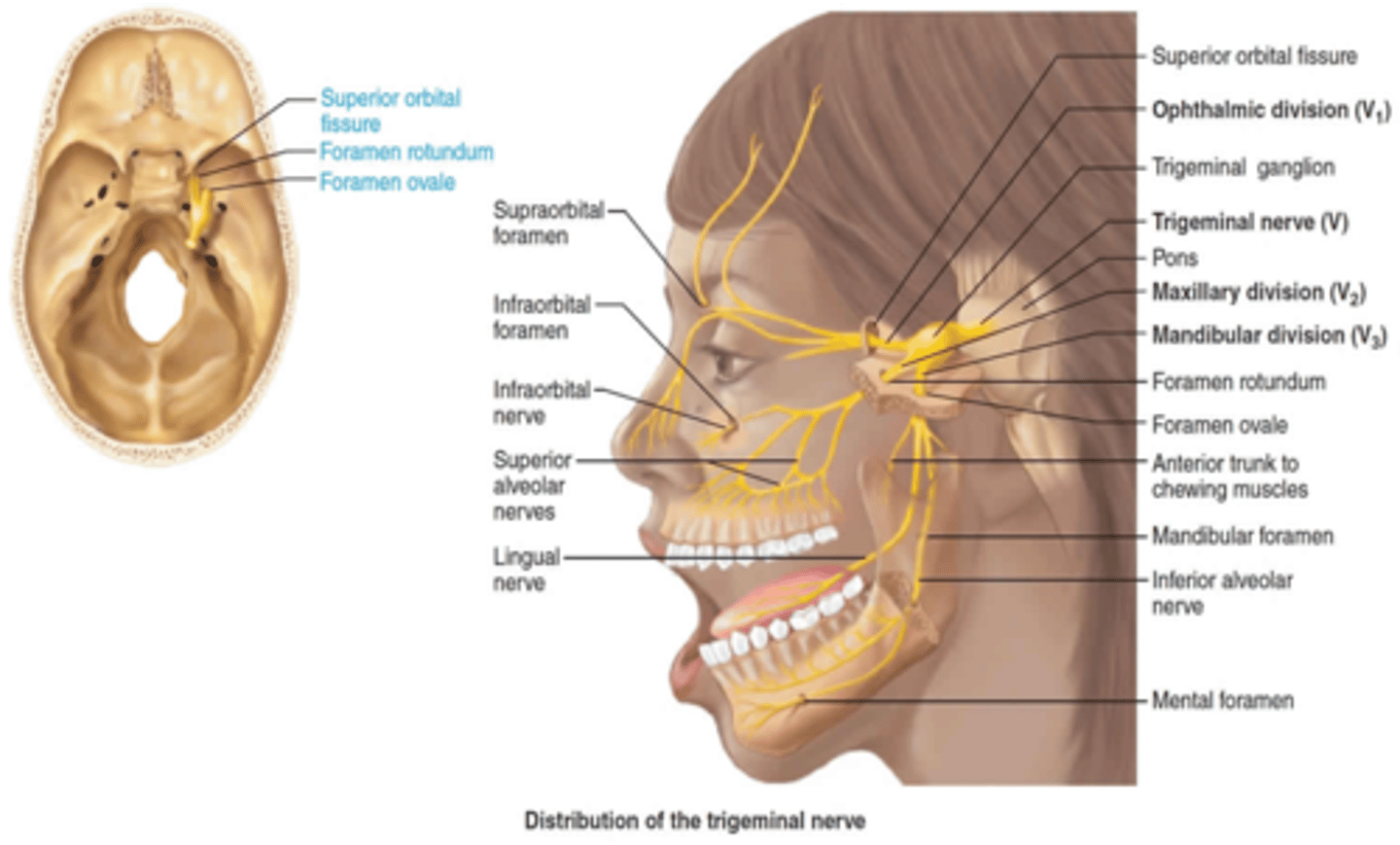 <p>Foramen rotundum</p>