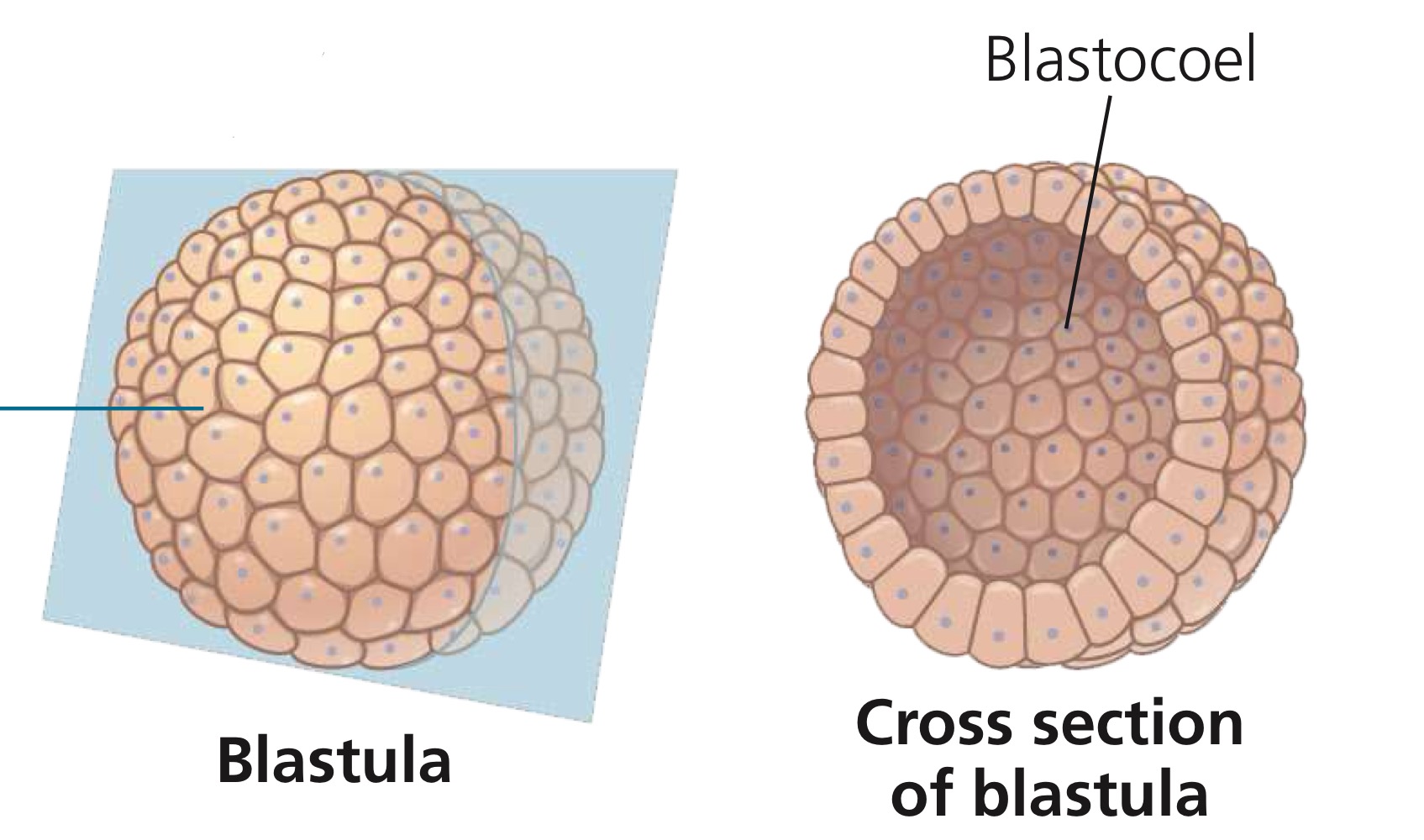 <p>The hollow ball surrounding a fluid-filled cavity called the blastocoel.</p>