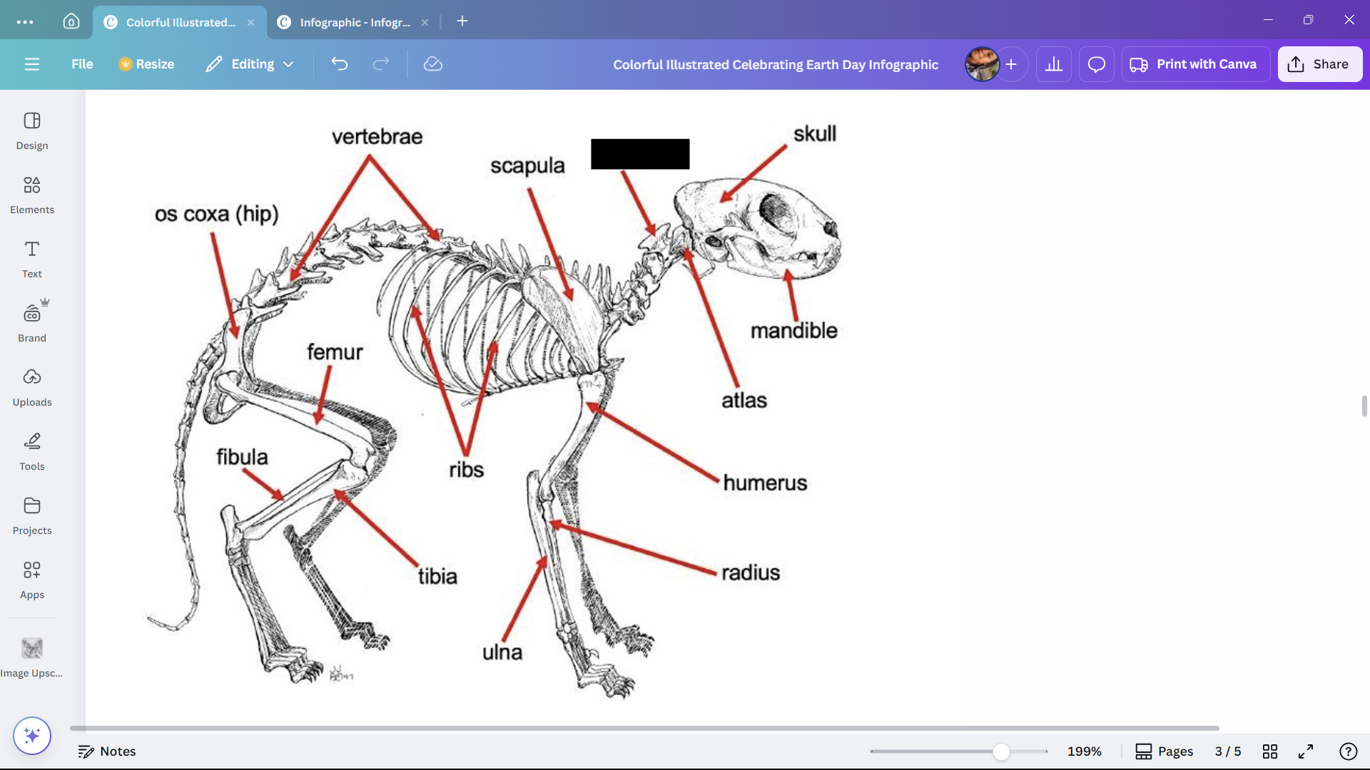 <p>A cervical vertebra of a cat that articulates with the skull.</p>