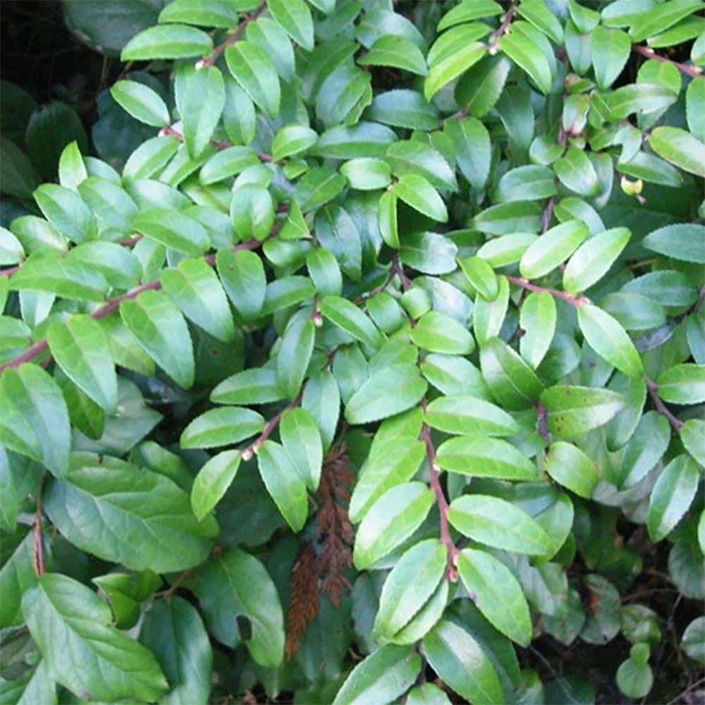 <p>Vaccinium ovatum</p>