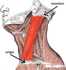 Origin: Sternum & clavicle

Insertion: mastoid process

Action: Bilateral - neck flexion; Unilateral - contra lateral rotation, ipsilateral neck lateral flexion