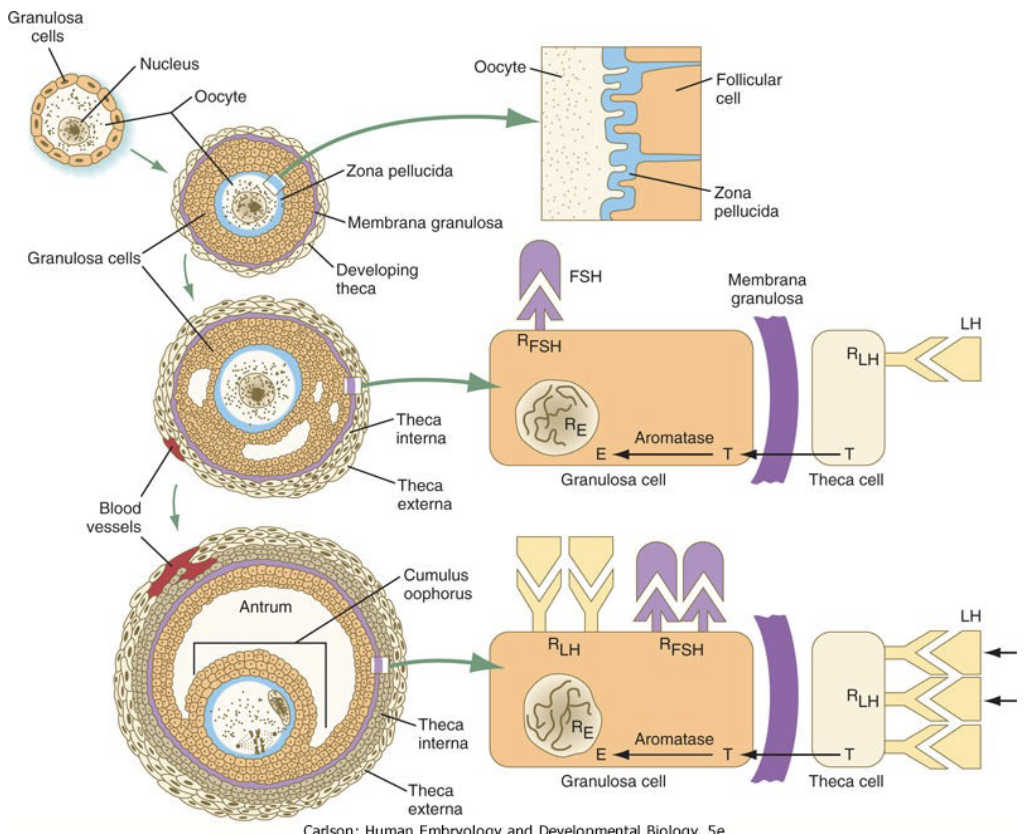 * stimulate the formation of LH receptors on granulosa cells