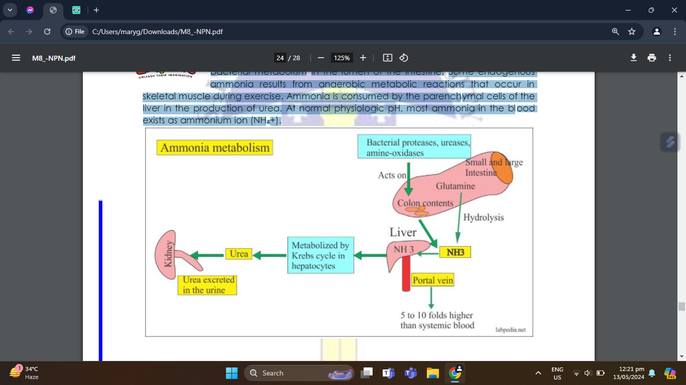 <p>skeletal muscles (urea cycle) and the gut</p><p>liver, intestine, and kidneys</p><ul><li><p>protein catabolism</p></li><li><p>gastrointestinal tract</p></li><li><p>5 to 10 times higher</p></li></ul><p>bacteria</p><p>portal vein</p><p>ammonia into urea,</p>