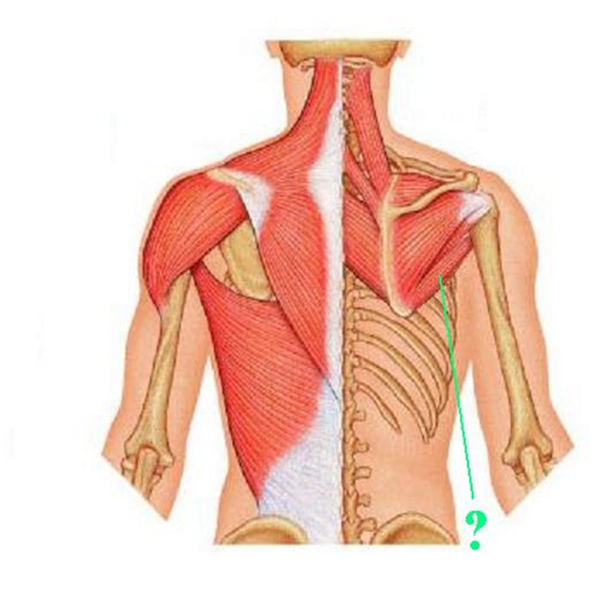 <p>Identify the indicated muscle</p>