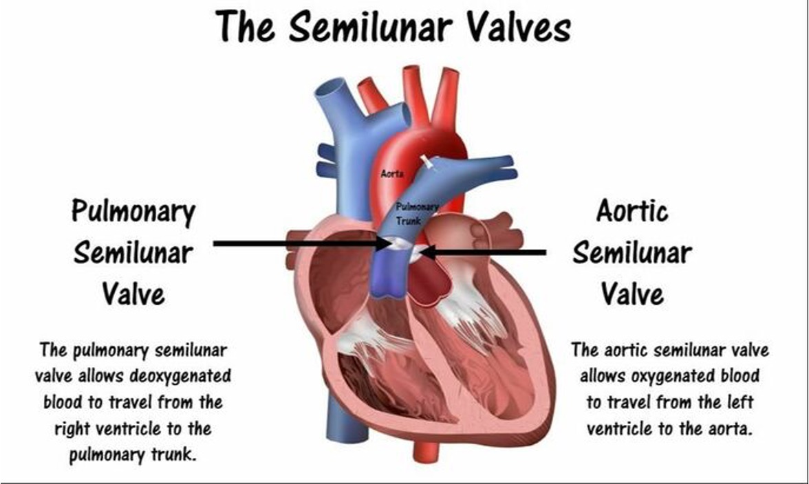 <p><span style="font-family: Arial">SL VALVES</span></p>