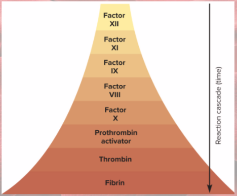 <p>each activated cofactor activates more molecules in next step of sequence</p>