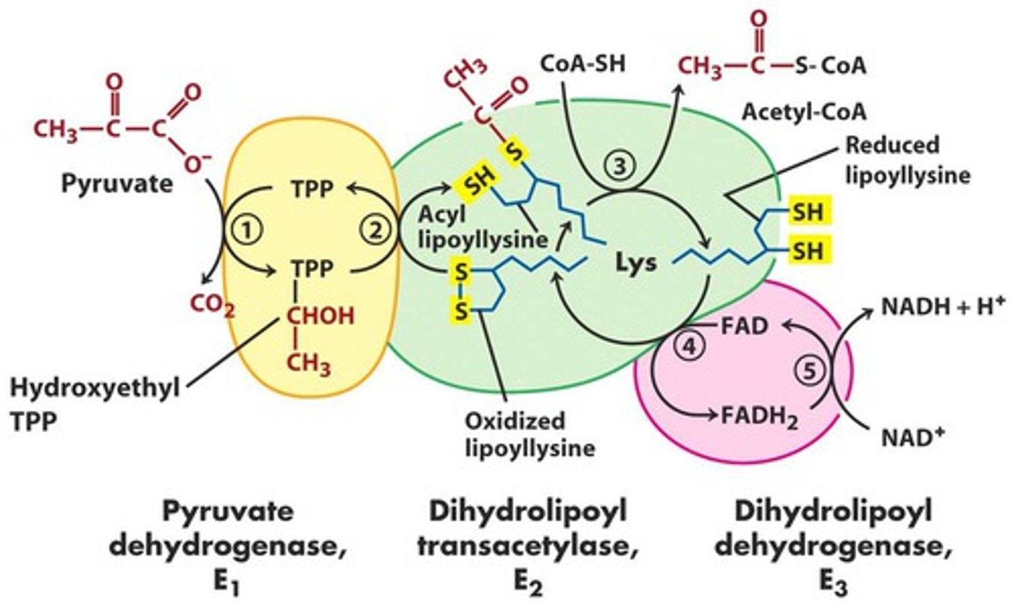 <p>- E1: pyruvate dehydrogenase</p><p>- TPP decarboxylates pyruvate -> hydroxyethyl TPP</p><p>- CO2 released</p><p>- rate limiting step</p>