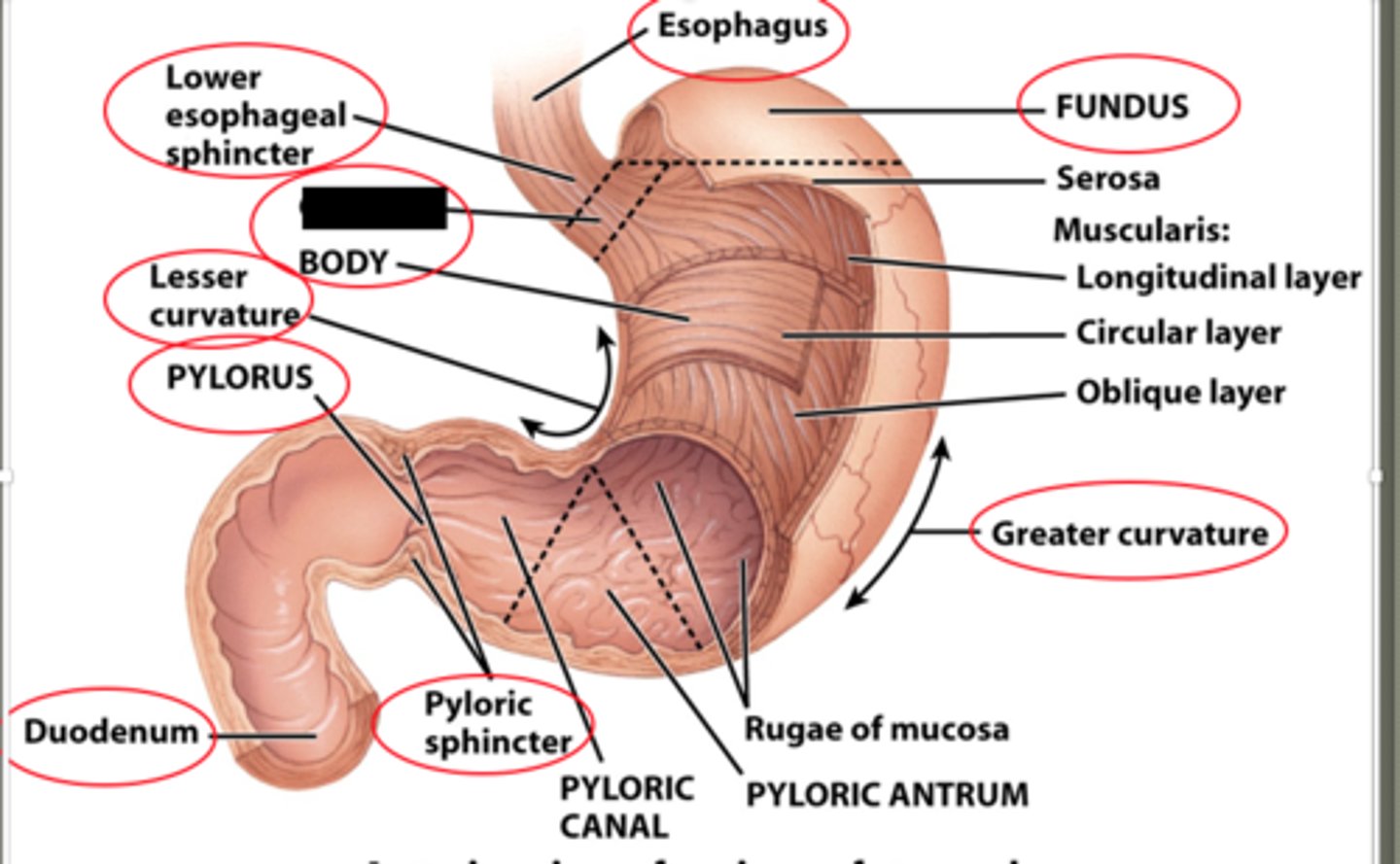 knowt flashcard image