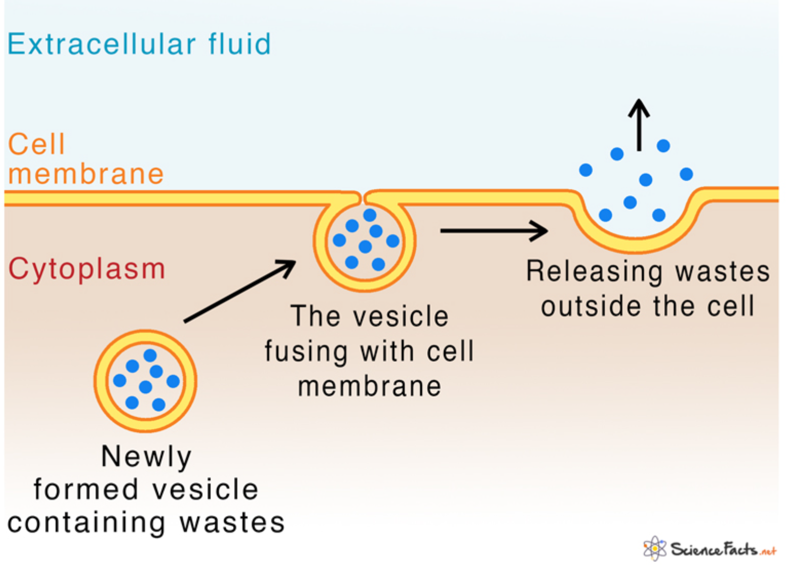 <p>transport vesicles migrate to the membrane, fuse with it, and release their contents</p>