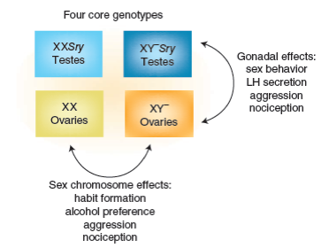 <p><span>•By comparing the two rows to each other, you can find those sex differences that are due to the organizational effects (or activationaleffects if later in life) of <strong>testosterone ONLY</strong></span></p><p><span>•By comparing the two columns to each other, you can find those sex differences that are <strong>due to genetic differences</strong> between males and females (presumably other genes on X and/or Y chromosomes).</span></p><p></p>