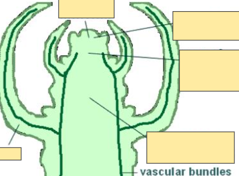 <p>Vascular Bundles</p>