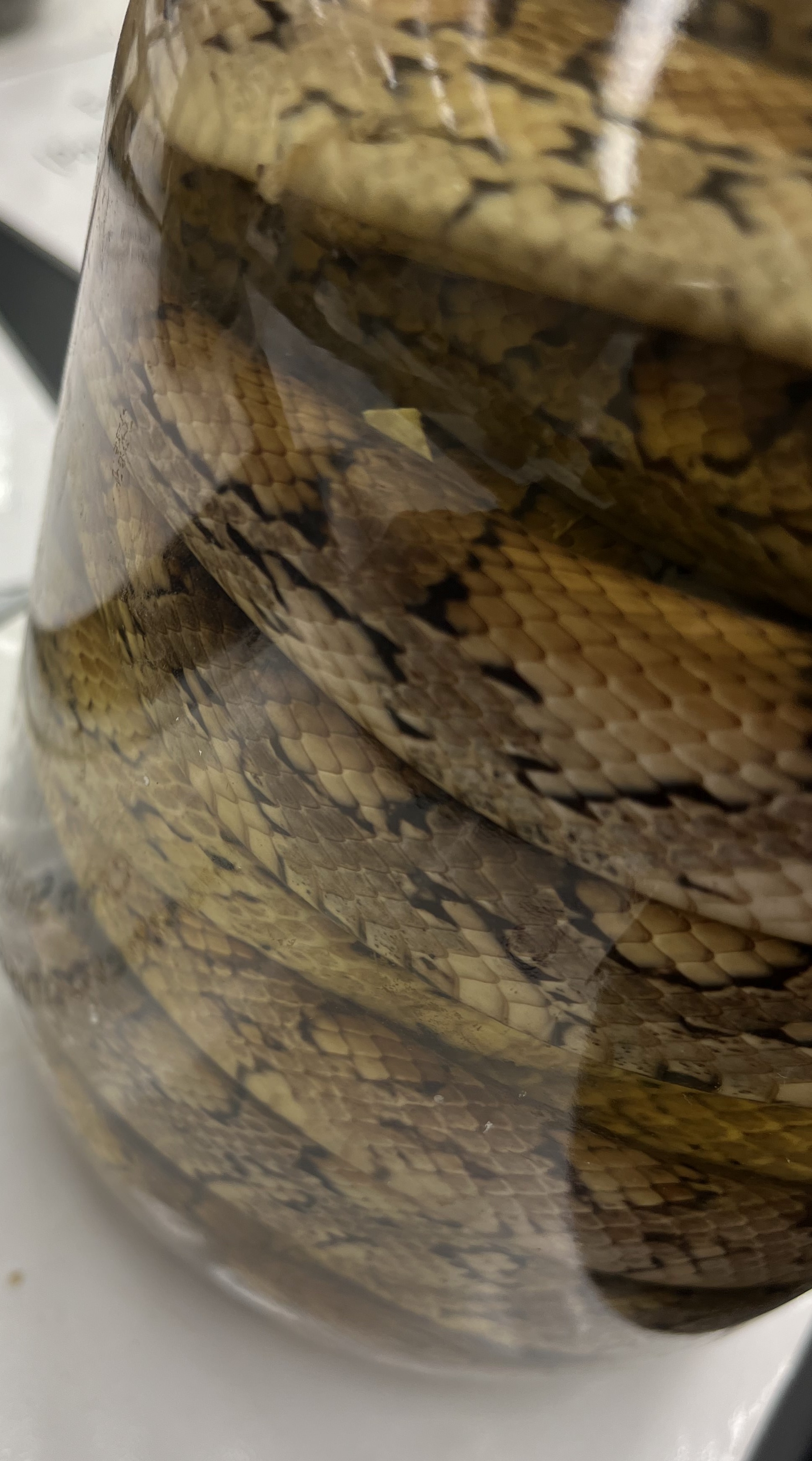 <ul><li><p>eyebrow ridge</p></li><li><p>light color and black square shaped spots with white center</p></li><li><p>body and belly color is similar</p></li><li><p>dark nose</p></li></ul><p></p>