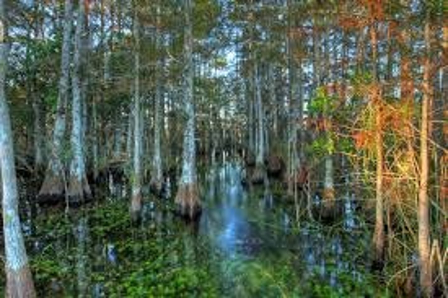 <p>Forested wetland dominated by cypress trees.<br>low depressions that fill w/water<br>air plants - bromeliads, orchids, Spanish moss, epiphytes<br>*Bladderwort - carnivorous plant</p>