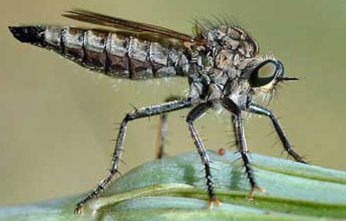 <p>Order Diptera: Asilidae: Robber Flies</p>