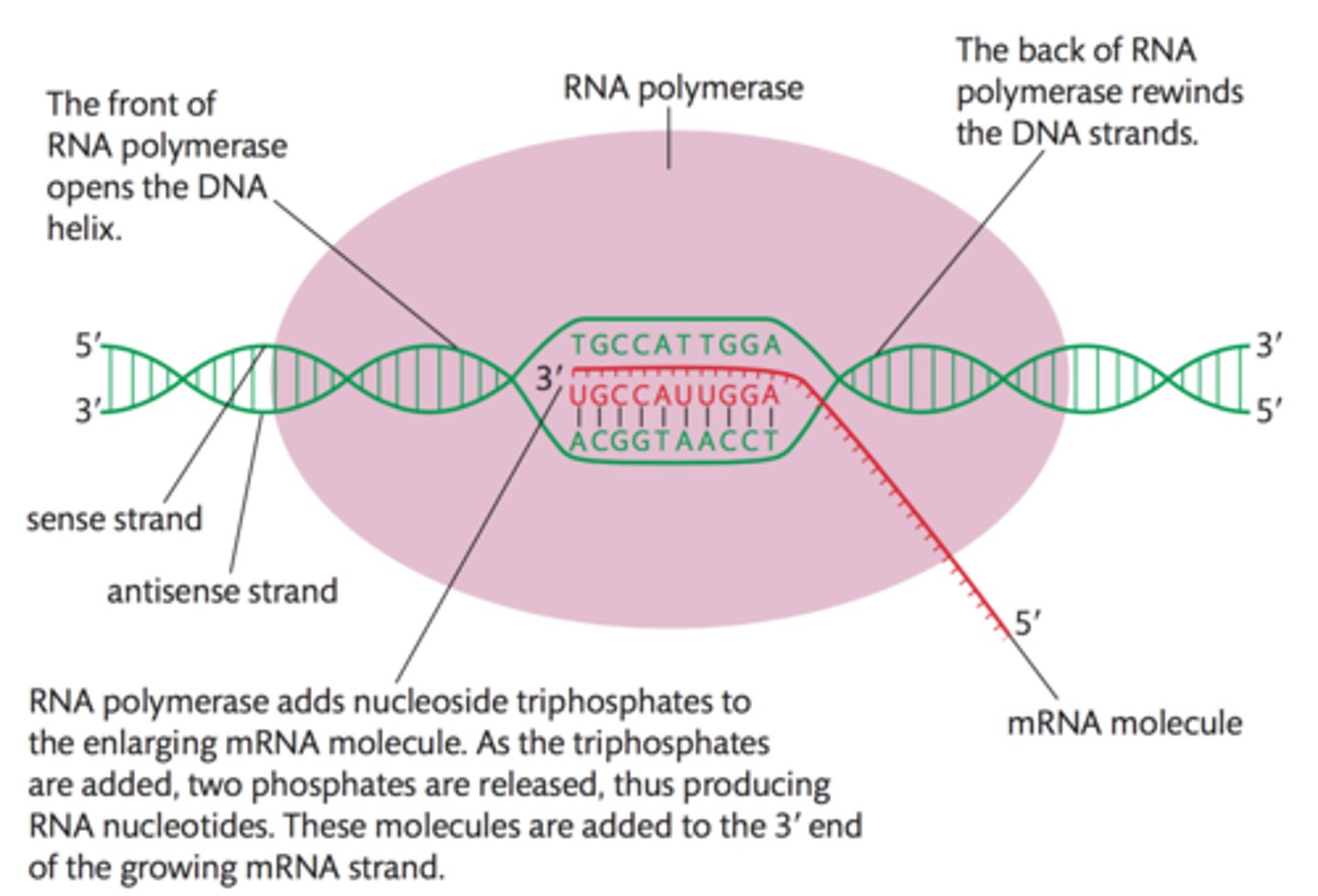 <p>Region where DNA unwinds during transcription.</p>