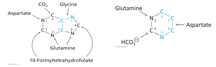 <p>PURINE BIOSYNTHESIS:</p><p>- salvage is a major pathway</p><p>- base synthesised while attached to ribose</p><p>- IMP is common intermediate for AMP and GMP, but itself is not a typical nucleotide</p><p>.</p><p>PYRIMIDINE BIOSYNTHESIS:</p><p>- de novo is a major pathway</p><p>- base is synthesised, then attached to ribose</p><p>- UMP, a typical nucleic acid nt, is converted to other pyrimidines</p><p>DIAGRAM ON SLIDE 34</p>