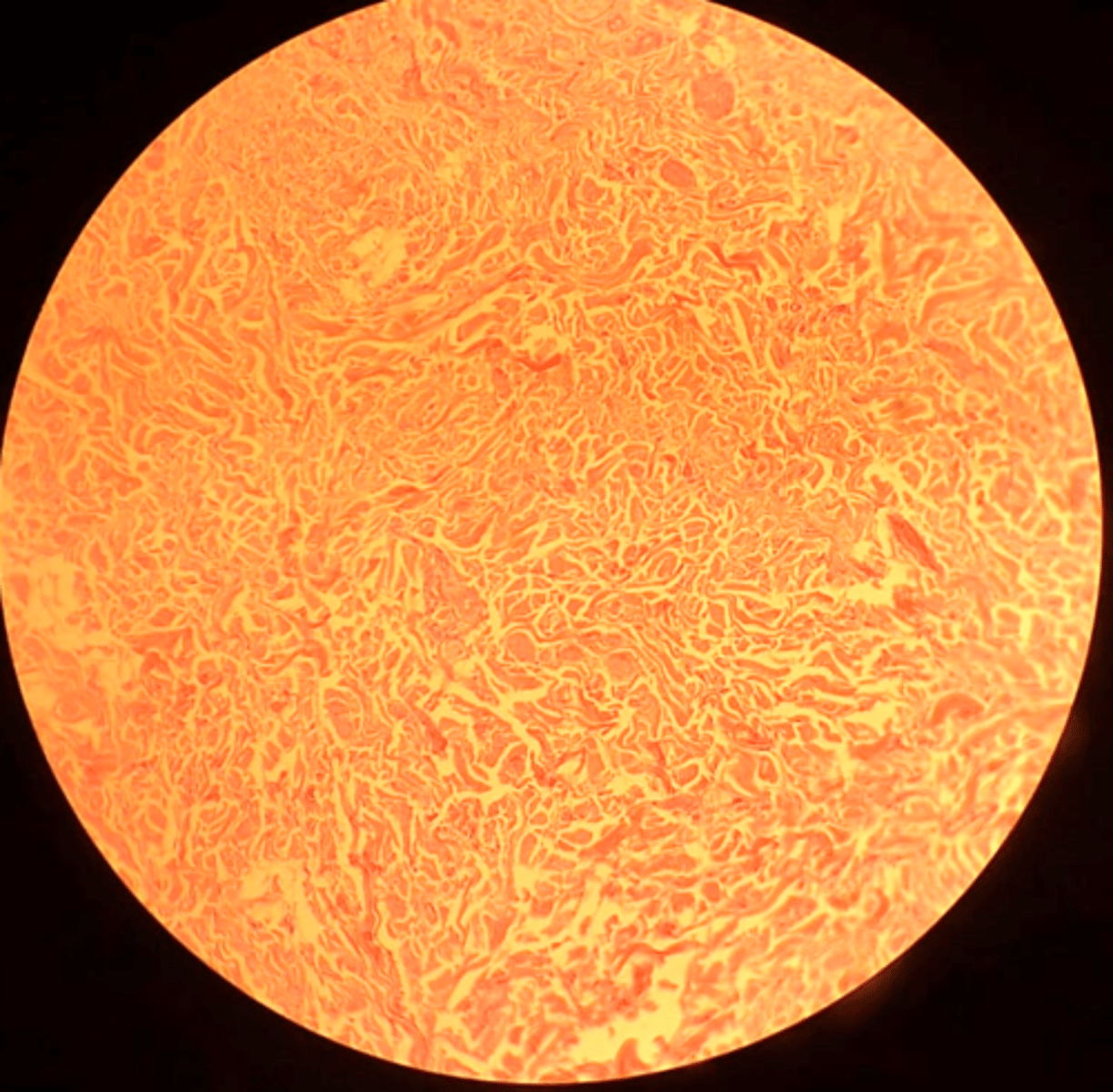 <p>name the tissue</p>