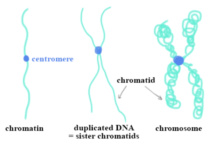 One of two identical halves of a duplicated chromosome.