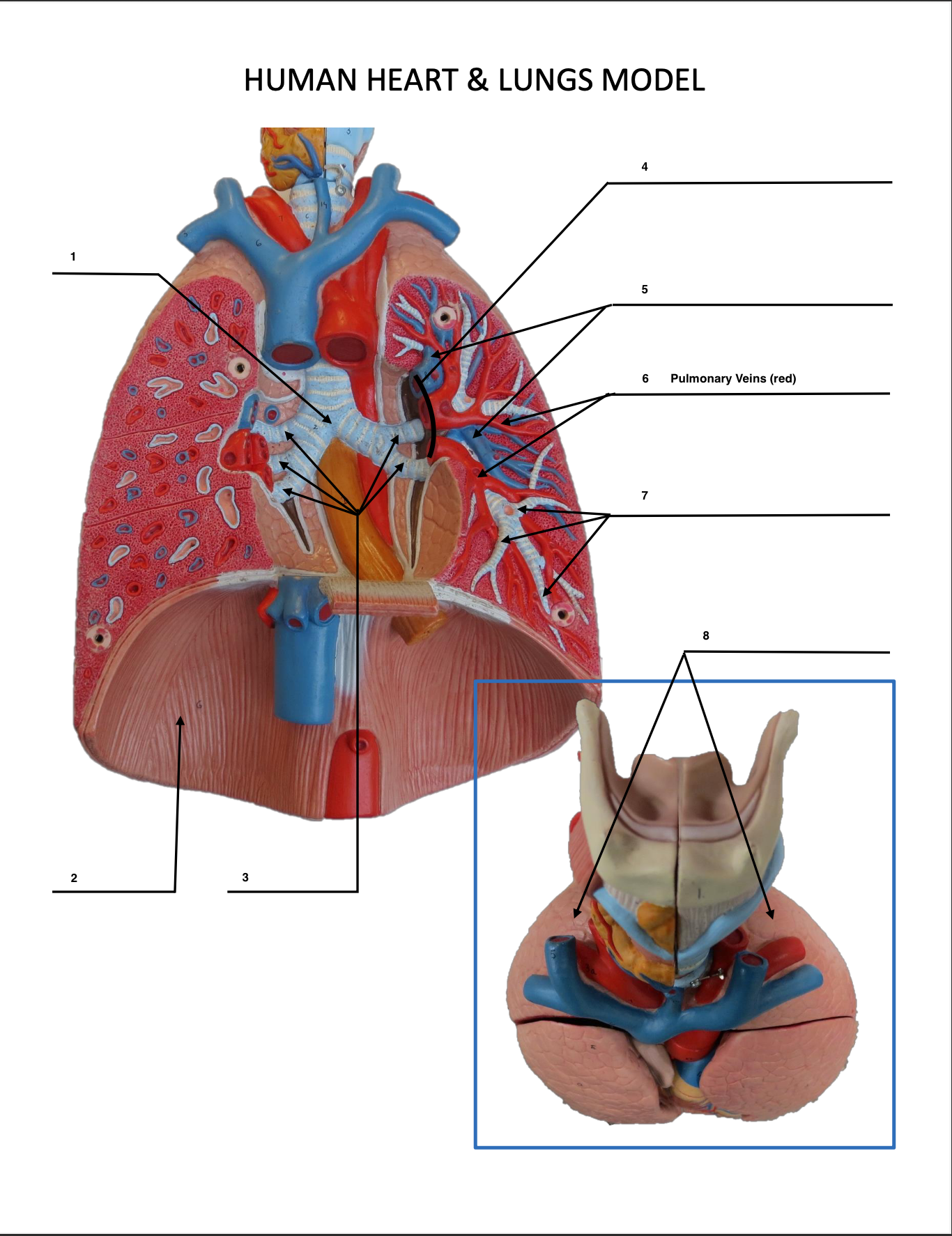 <p>Pulmonary Veins</p>