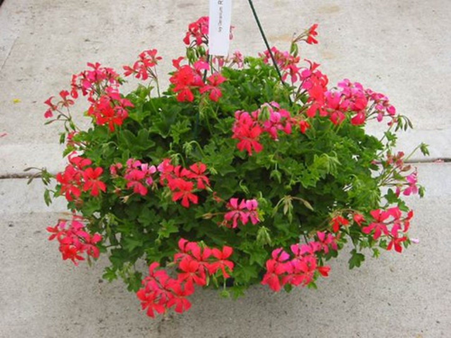 <p>Pelargonium peltatum cv.</p>