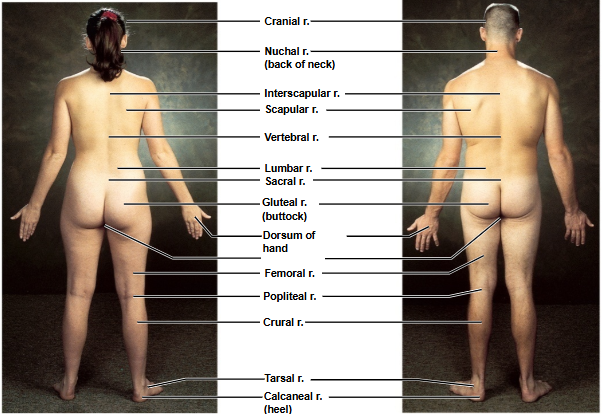 <p>Based on this posterior view, what is this region?</p>