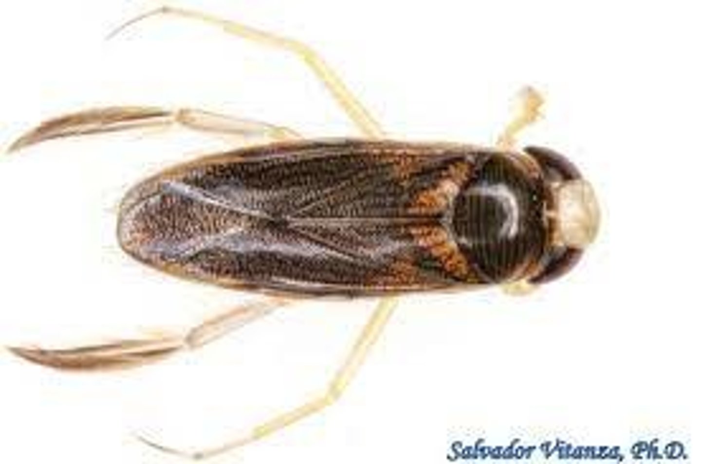 <p>Water boatmen</p>