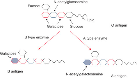 <p>Oligosaccharide Chain </p><ul><li><p>Attached to a protein or lipid carrier molecule</p></li></ul><p></p>