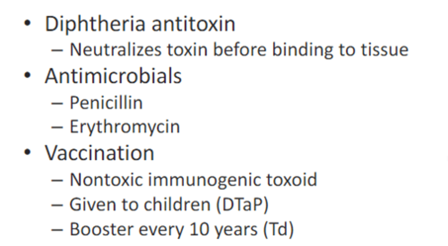 <p>• Diphtheria antitoxin</p><p>– Neutralizes toxin before binding to tissue</p><p>• Antimicrobials</p><p>– Penicillin</p><p>– Erythromycin</p><p>• Vaccination</p><p>– Nontoxic immunogenic toxoid</p><p>– Given to children (DTaP)</p><p>– Booster every 10 years (Tdap)</p>
