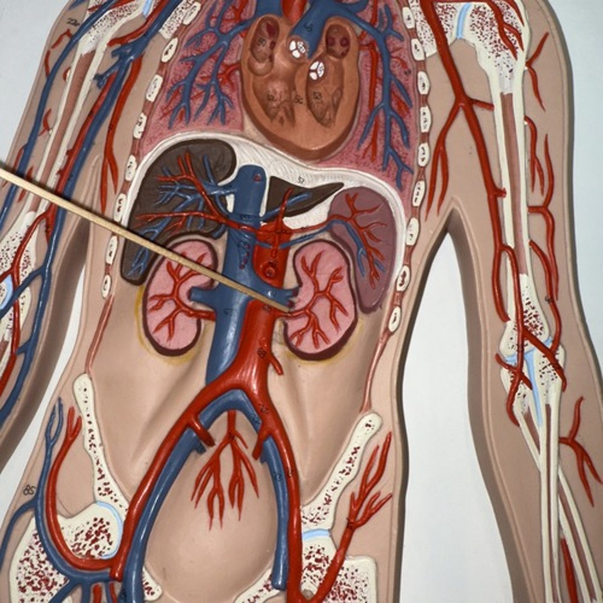 <p>Identify the structure.</p>