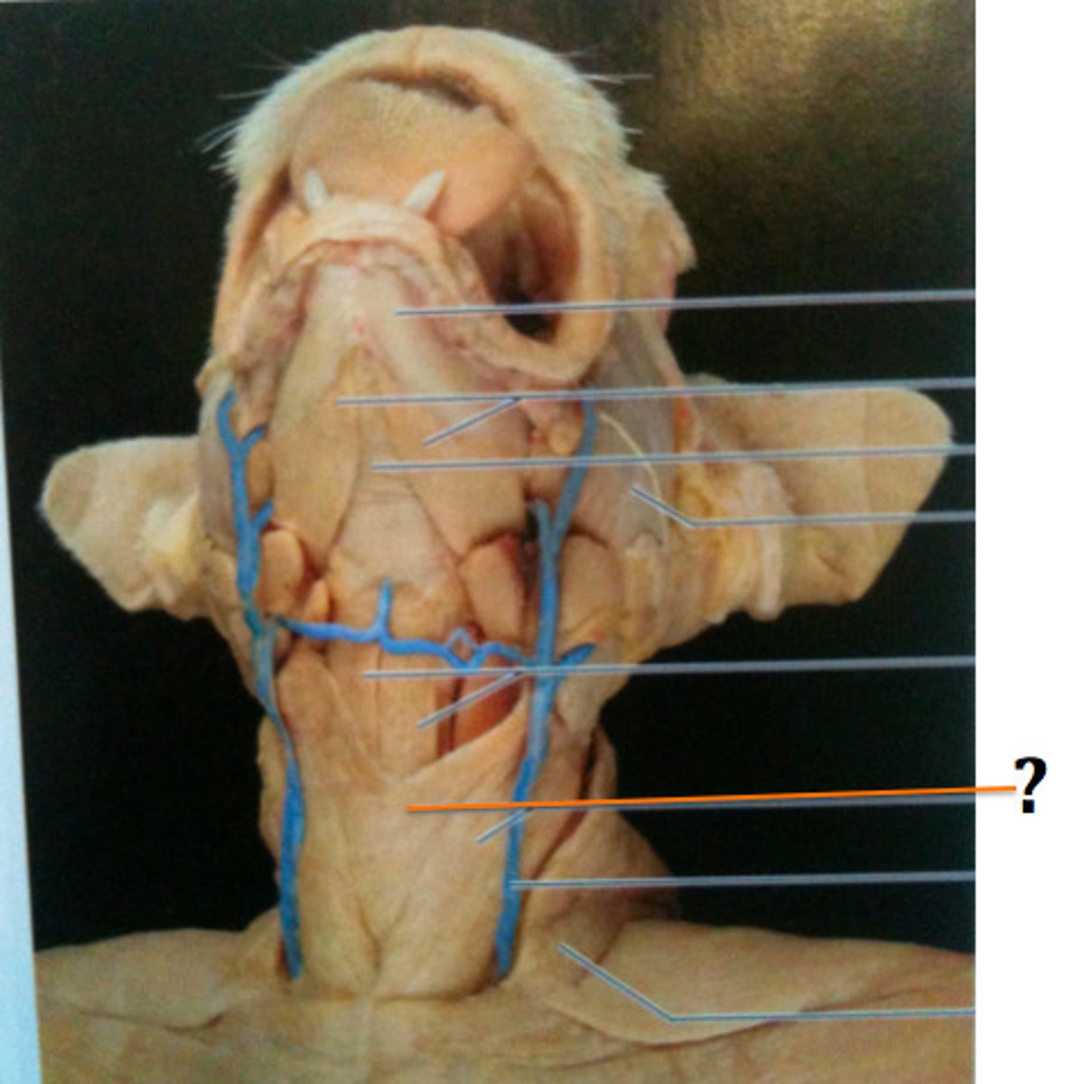 knowt flashcard image