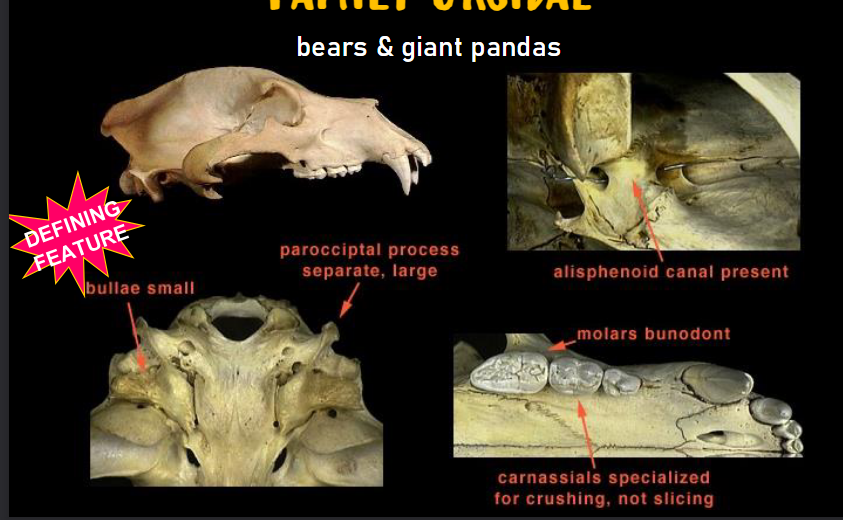 <p>Skull Characteristics: Carnivora - Ursidae - bears</p>
