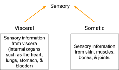 <p>Somatic sensory fibers and Visceral Sensory fibers</p>