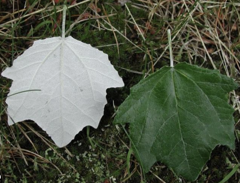 <p><em>Populus alba</em></p><p>Salicaceae</p>