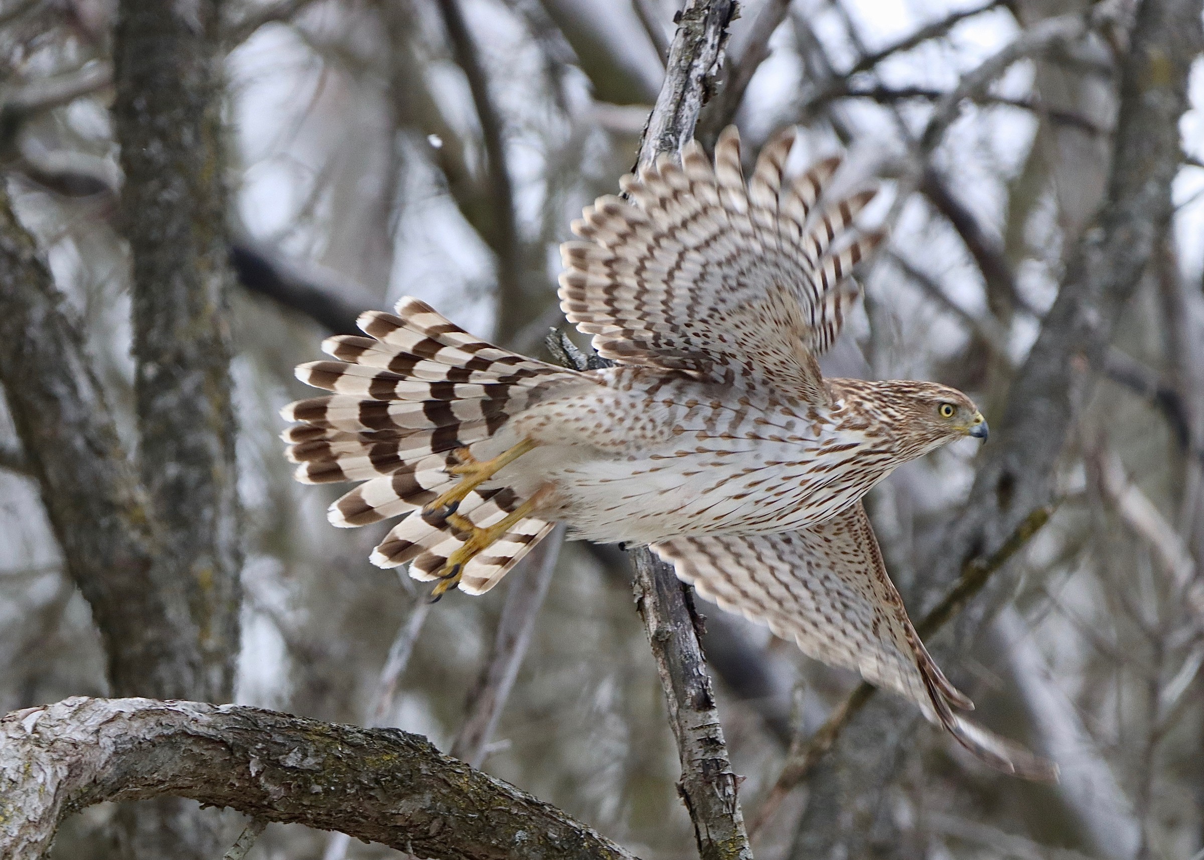 <p>Whiter, white edge of tail and bigger, blockier head</p>