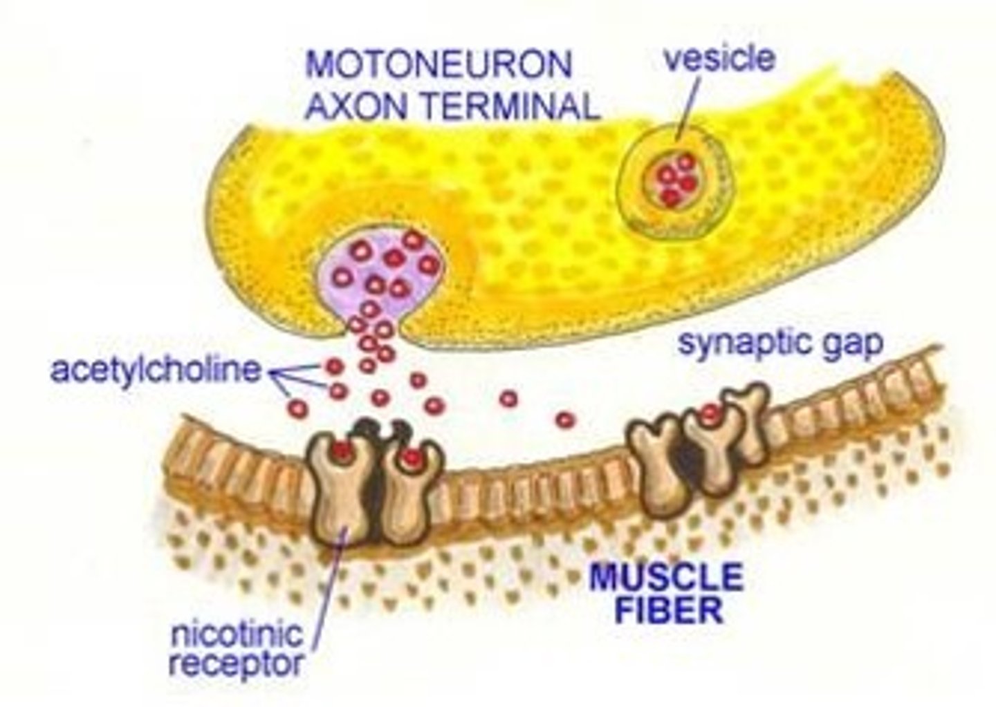 <p>ACH (key) binds to receptors on the muscle cell</p>