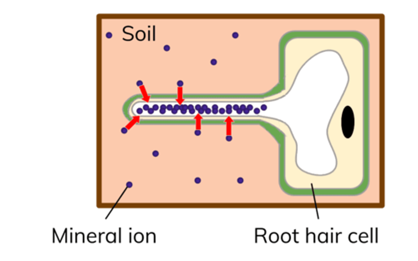 <p>-used to absorb mineral ions into the root hair cells from more dilute solutions in the soil</p>