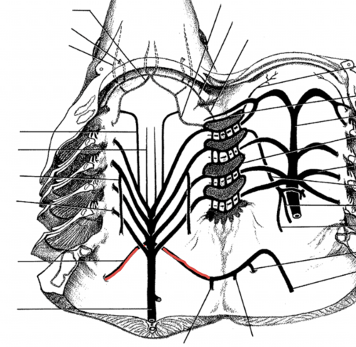 <p>where does the subclavian artery supply blood to?</p>