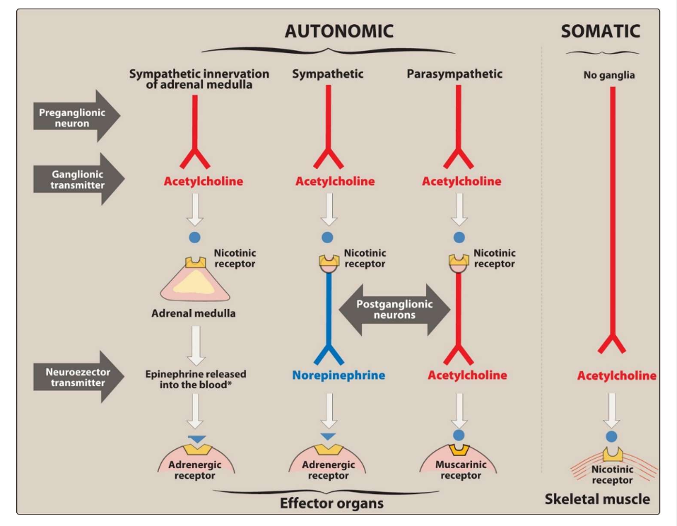 <ul><li><p><span><span>Mediates the transmission of nerve impulses across autonomic ganglia in both the sympathetic and parasympathetic nervous systems</span></span></p></li><li><p><span><span>The autonomic nerve fibers can be divided into two groups based on the type of neurotransmitter release</span></span></p></li><li><p><span><span>If transmission is </span></span><span style="color: blue;"><span>mediated by acetylcholine</span></span><span><span>, the neuron is termed </span></span><span style="color: blue;"><span>cholinergic</span></span></p></li></ul><p></p>