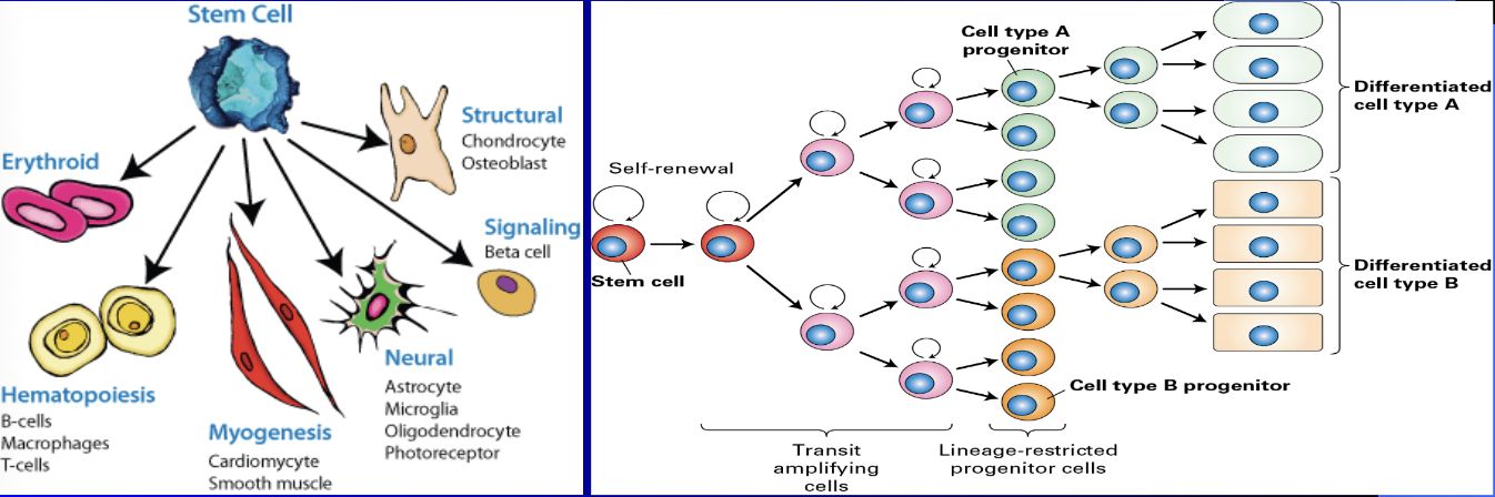 <ul><li><p><span style="color: rgb(255, 255, 255);"><span>Cell becomes more specialized such as a fibroblast or hepatocyte</span></span></p></li><li><p><span style="color: rgb(255, 255, 255);"><span>But differentiation can be partial or full so critical and accepted molecular metrics need to be in place to compare, for instance, one iPSC generated hepatocyte to another iPSC generated hepatocyte. RNA-seq is one metric</span></span></p></li><li><p><span style="color: rgb(255, 255, 255);"><span>Some stem cells have “restricted lineage” and are often called “progenitor” cells because they are limited to only one or two types of cells, w</span></span><span><span>hile others are totipotent</span></span></p></li></ul><p></p>